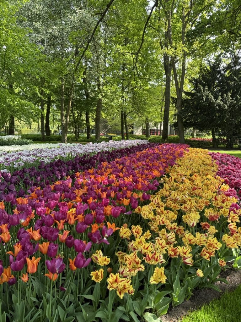 amsterdam travel guide